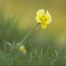Viola calaminaria